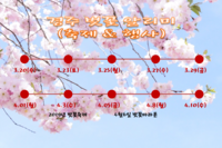 경주 3-4월 벚꽃 개화 시기 및 행사 일정